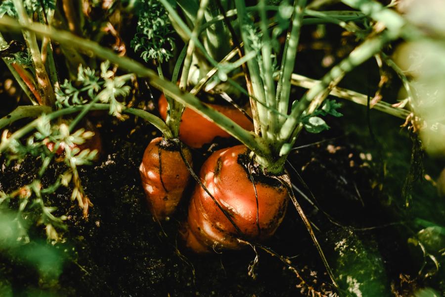 A cluster of orange carrots with green leafy tops growing in dark brown soil