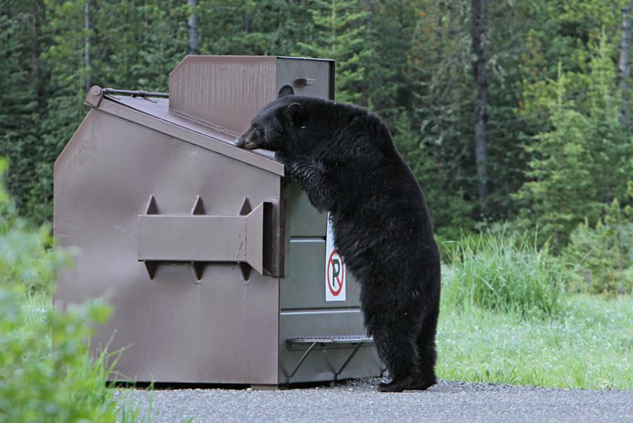 Black bear sniffing a large brown trash dumpster