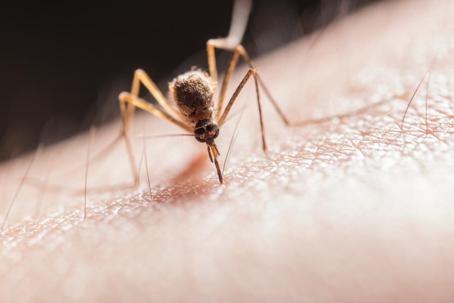 Close up of mosquito biting skin