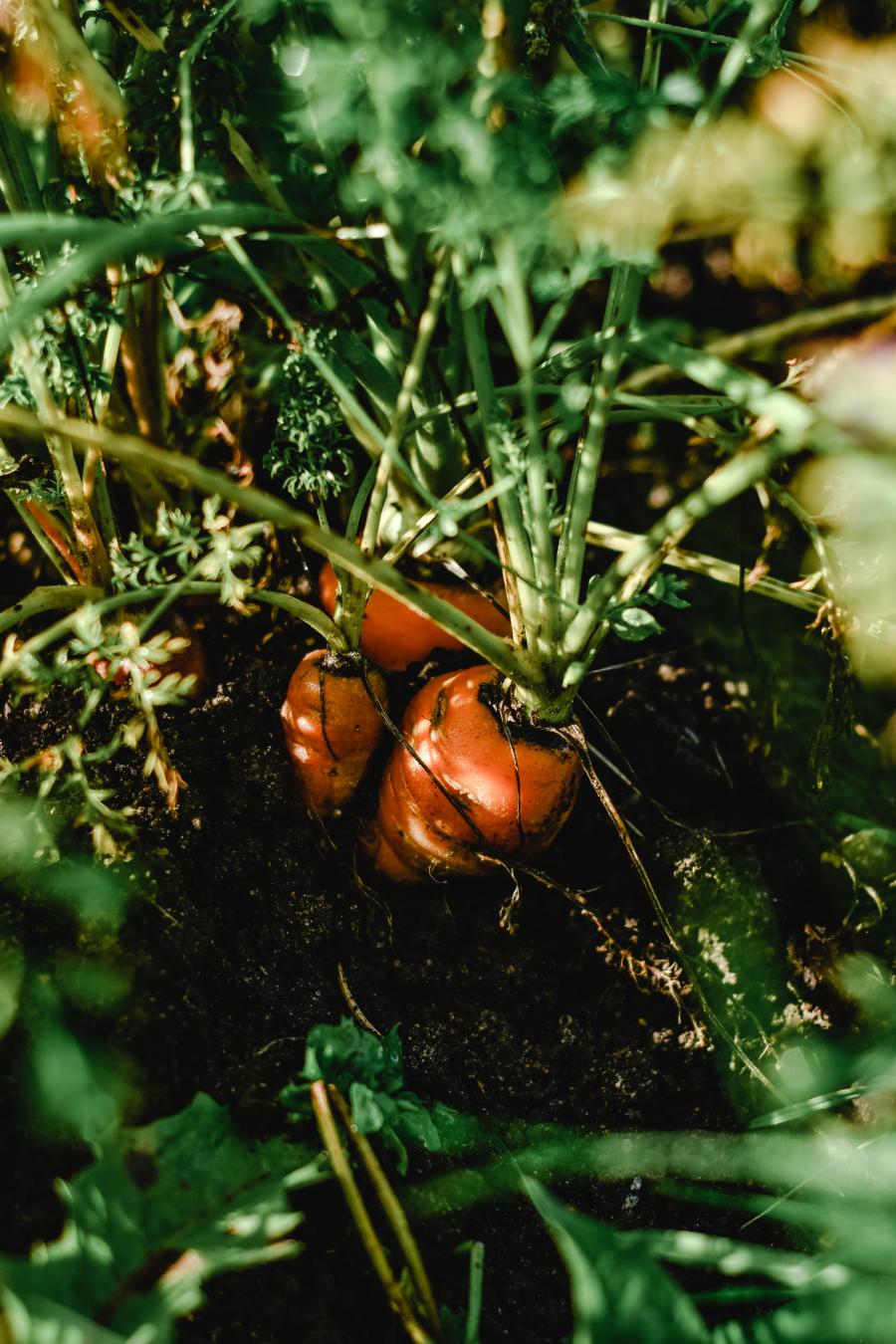 A cluster of orange carrots with green leafy tops growing in dark brown soil